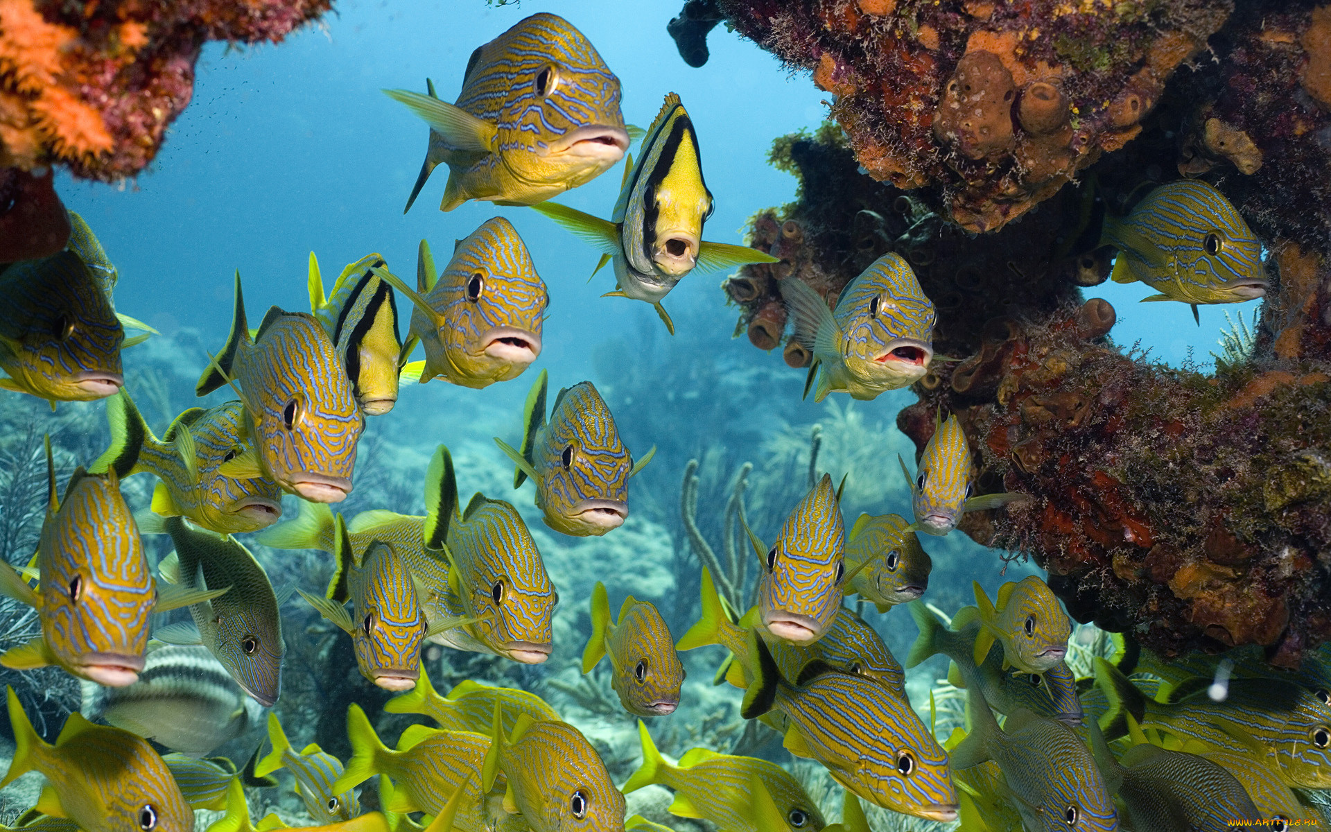 , , porkfish